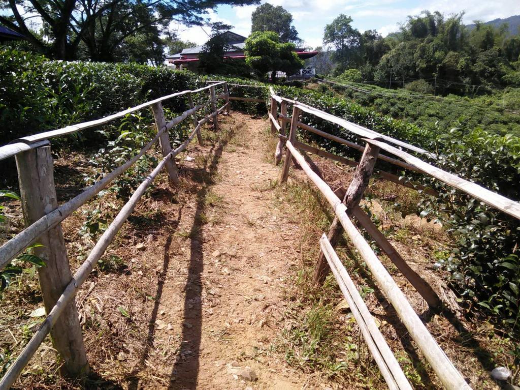 Sabah Tea Garden-Longhouses Ranau Extérieur photo